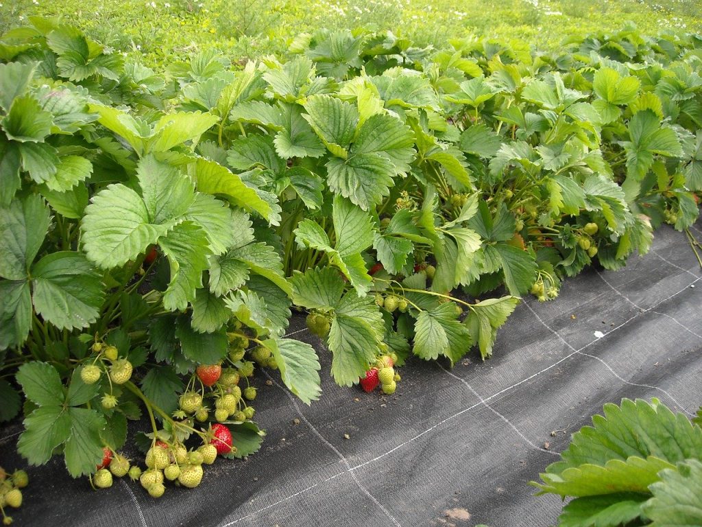 Comment utiliser le borax pour un jardinage biologique ? - fraise