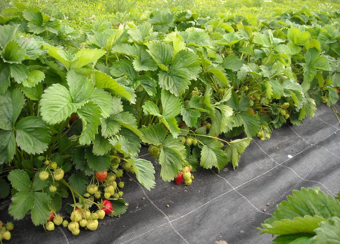 Comment utiliser le borax pour un jardinage biologique ? - fraise