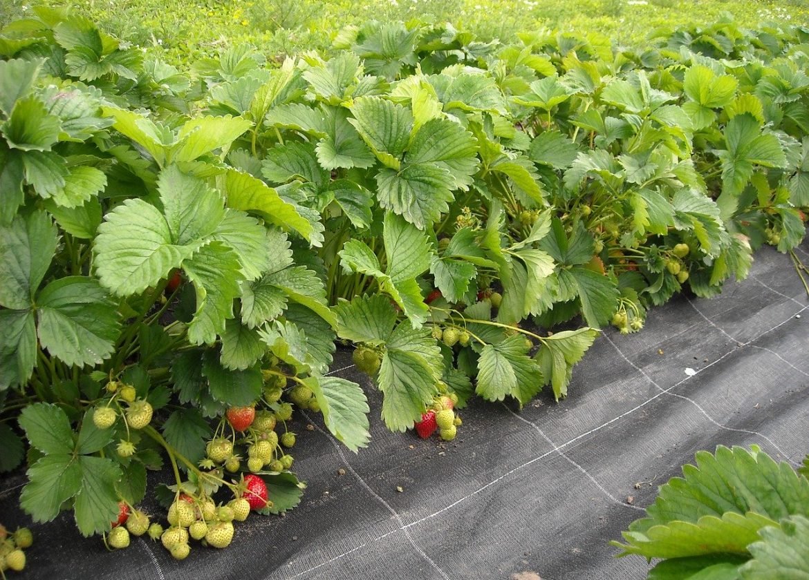 Comment utiliser le borax pour un jardinage biologique ? - fraise