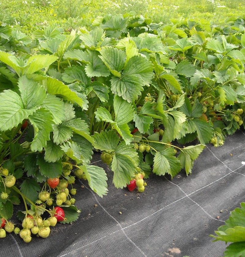 Comment utiliser le borax pour un jardinage biologique ? - fraise