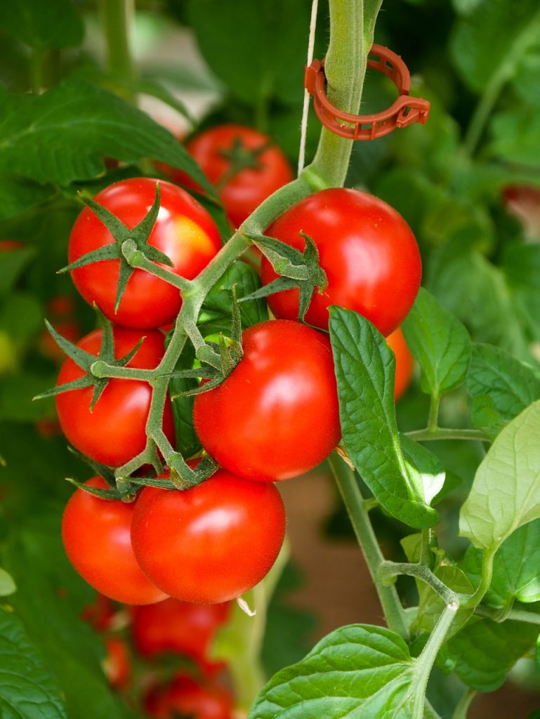Qu'est ce que l'alimentation bio ? - Légume