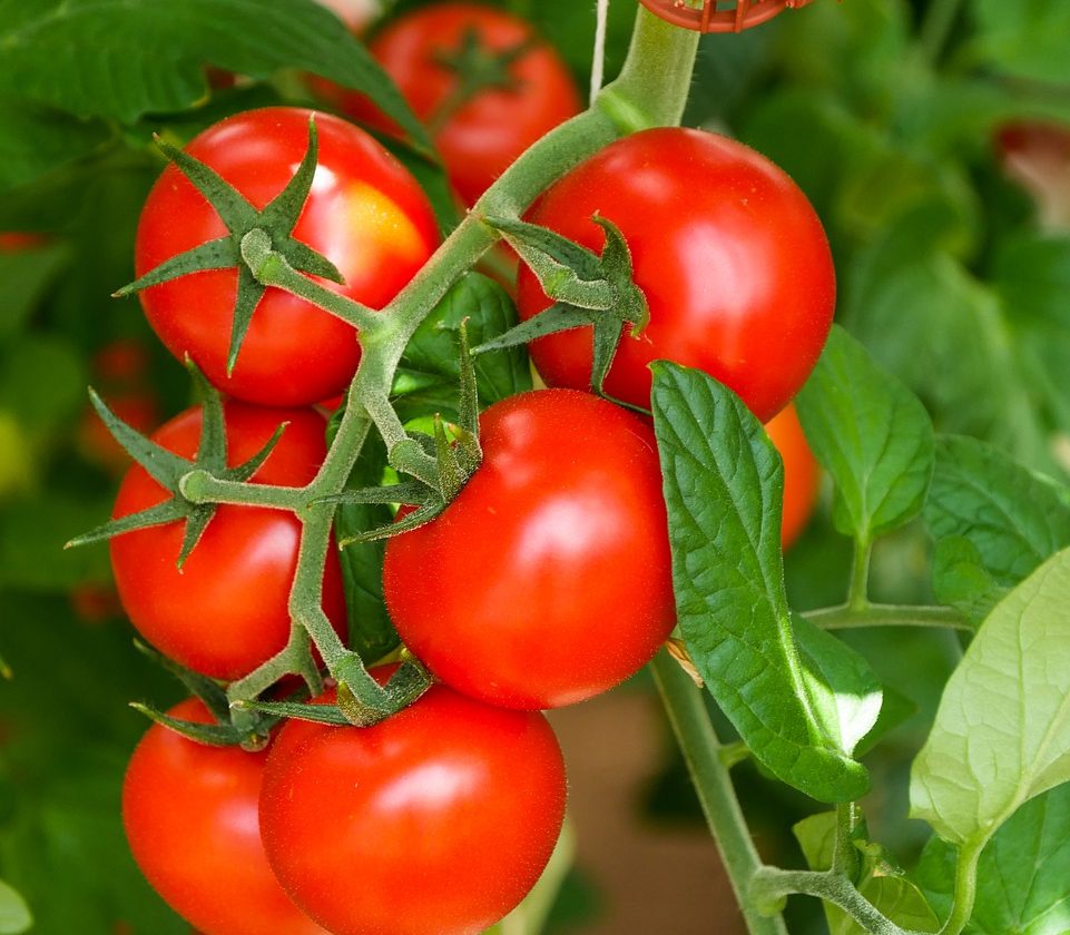 Qu'est ce que l'alimentation bio ? - Légume